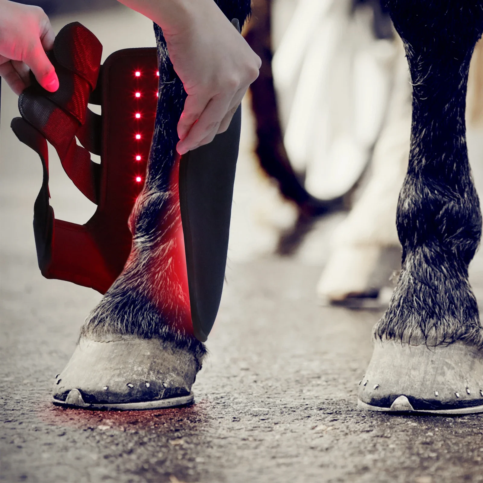 Nuevas botas de terapia de luz - Brushing Boot Horse reseña y precio